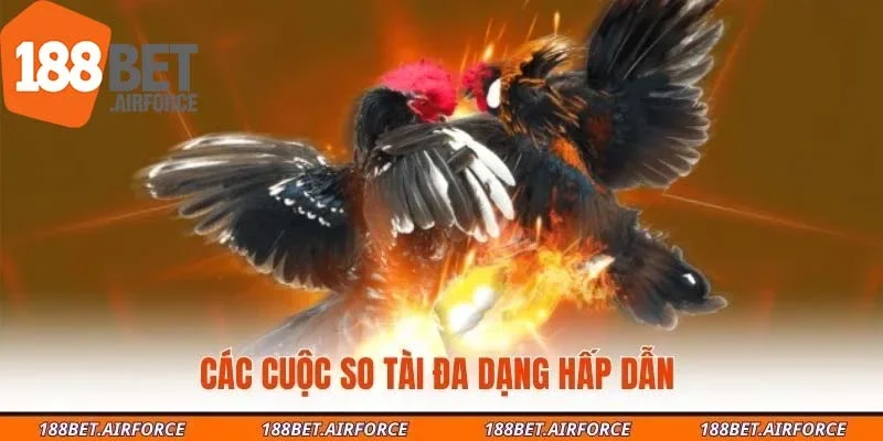 Các cuộc so tài đa dạng hấp dẫn