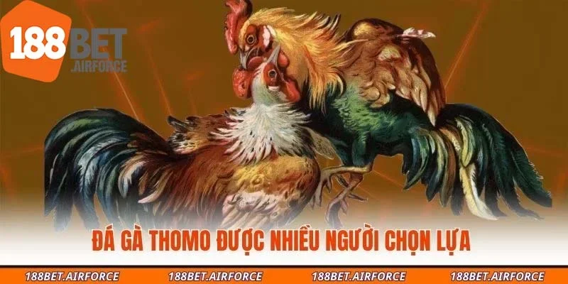 Đá gà Thomo được nhiều người chọn lựa