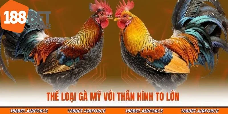 Thể loại gà Mỹ với thân hình to lớn